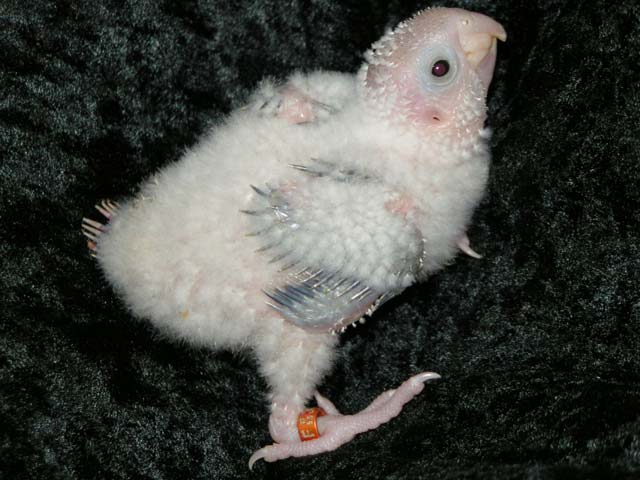 photo d'un oisillon de conure avec sa bague fermée orange